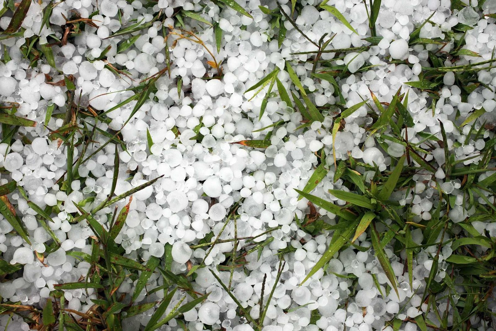 Grêlons tombés dans l’herbe après un orage